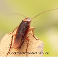 Cockroach Remove Service