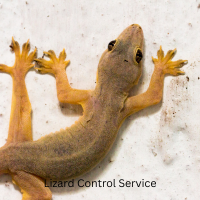 Lizard Control Service